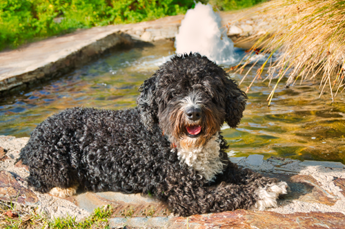 Spanish Water Dog