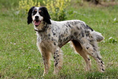 English Setter dog