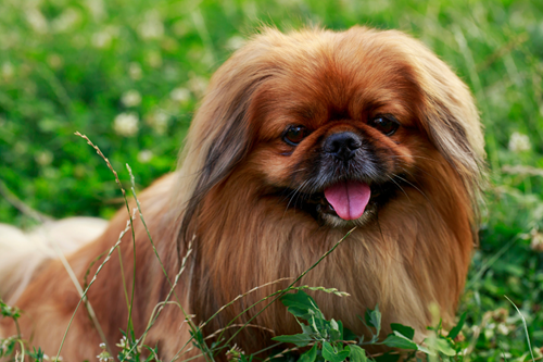 Pekingese dog