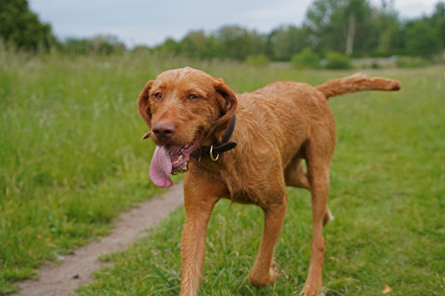 Hungarian Wirehaired Vizsla dog
